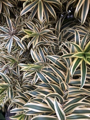 Dracaena reflexa