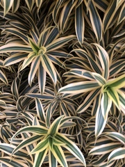 Dracaena reflexa