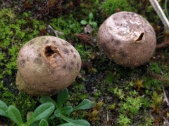 Lycoperdon lividum