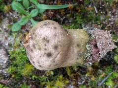 Lycoperdon lividum