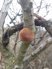 Fomitiporia hippophaeicola