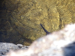 Lontra provocax