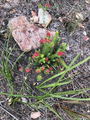Erica cerinthoides cerinthoides