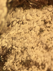 Botryobasidium vagum