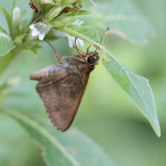 Psoralis stacara