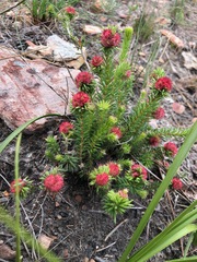 Erica cerinthoides cerinthoides