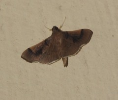 Pilocrocis milvinalis