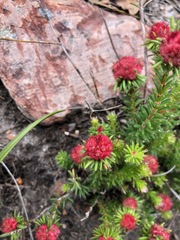 Erica cerinthoides cerinthoides