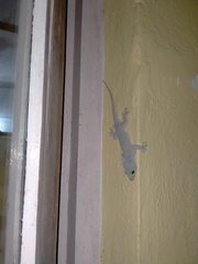 Hemidactylus flaviviridis