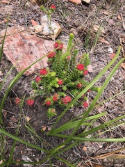Erica cerinthoides cerinthoides