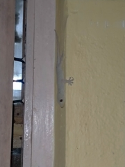 Hemidactylus flaviviridis