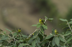 Chloris spinoides