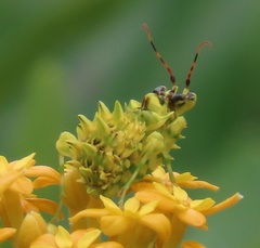Pseudocreobotra wahlbergi