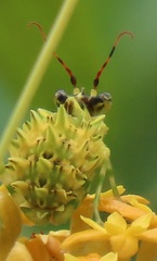 Pseudocreobotra wahlbergi