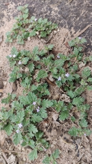 Glandularia quadrangulata