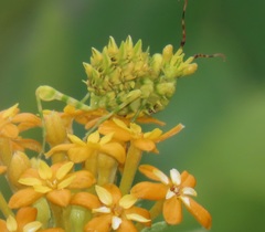 Pseudocreobotra wahlbergi