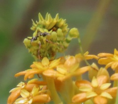 Pseudocreobotra wahlbergi