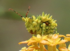 Pseudocreobotra wahlbergi