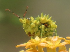 Pseudocreobotra wahlbergi