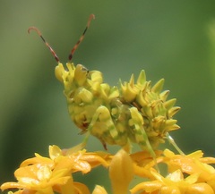 Pseudocreobotra wahlbergi