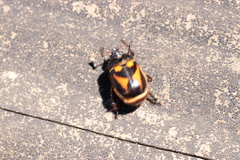 Oryctomorphus bimaculatus