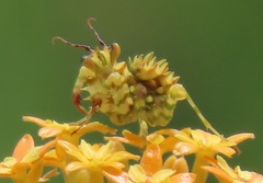 Pseudocreobotra wahlbergi