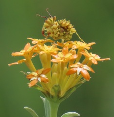 Pseudocreobotra wahlbergi