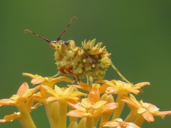 Pseudocreobotra wahlbergi