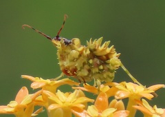 Pseudocreobotra wahlbergi