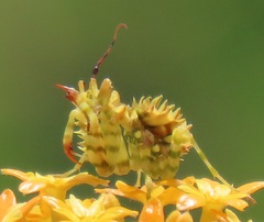 Pseudocreobotra wahlbergi