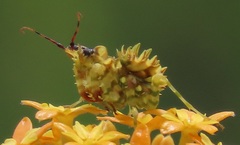 Pseudocreobotra wahlbergi