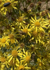 Dolichogyna chilensis