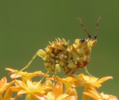 Pseudocreobotra wahlbergi