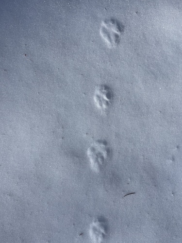 iNaturalist observation photo of Lynxes