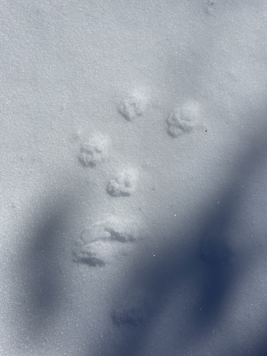 iNaturalist observation photo of Mammals