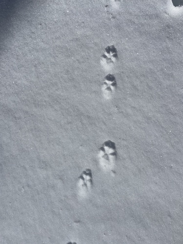 iNaturalist observation photo of Carnivorans