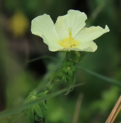 Pavonia dregei