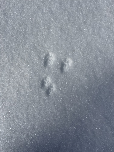 iNaturalist observation photo of Primates, Rodents, and Allies