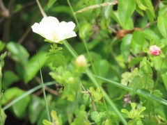 Pavonia dregei