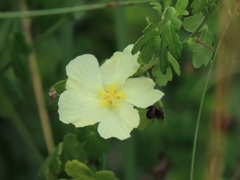 Pavonia dregei
