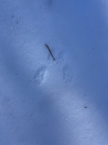 iNaturalist observation photo of Long-tailed Weasel