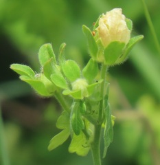 Pavonia dregei