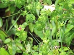 Pavonia dregei