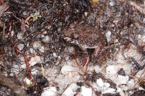 Guyana White-lipped Frog, Leptodactylus rugosus