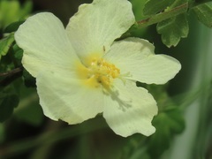 Pavonia dregei
