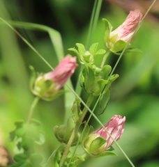 Pavonia dregei