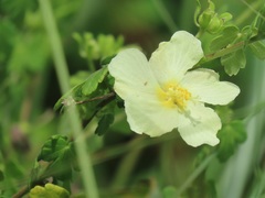 Pavonia dregei