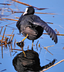 Fulica atra