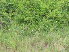 Pavonia dregei