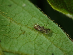 Stephanitis pyrioides